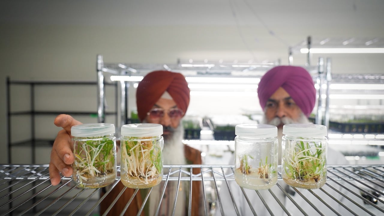 Two men stand behind a shelf that has four glass jars of saffron plants growing inside. 