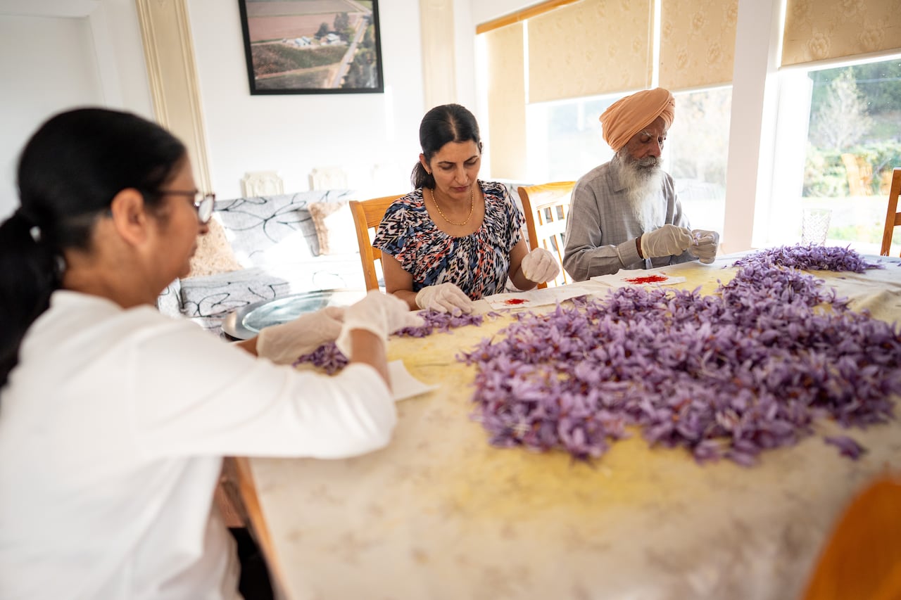 A family gathers around a table plucking the individual threads of saffron from the purple crocus flowers. 