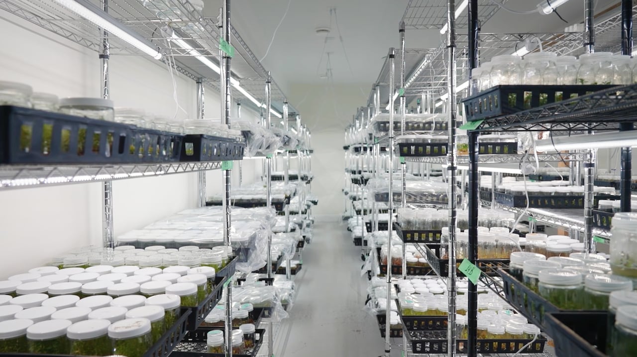 A lab is stocked with shelves of glass jars with plants.