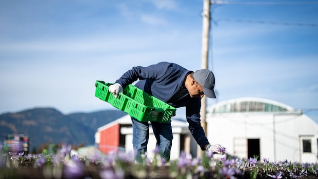 They are growing the world's most expensive spice in Canada. Here's how