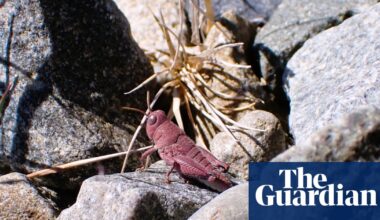 ‘Exceptionally rare’ pink grasshopper spotted in New Zealand | New Zealand
