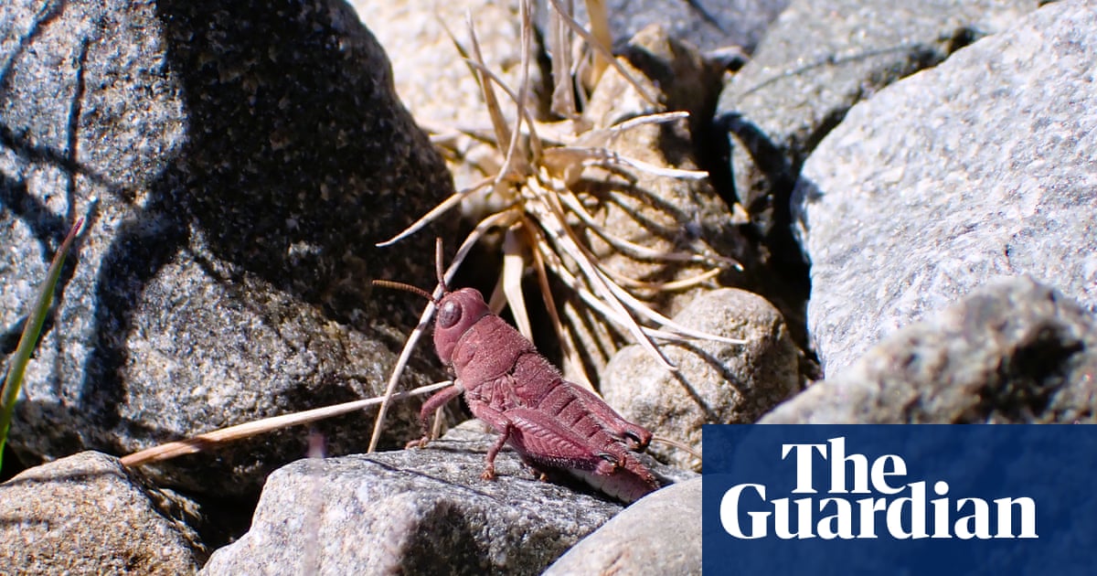 ‘Exceptionally rare’ pink grasshopper spotted in New Zealand | New Zealand