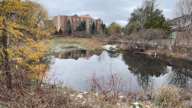 ‘Mindblowing’ population of feral goldfish in Ottawa pond to be euthanized