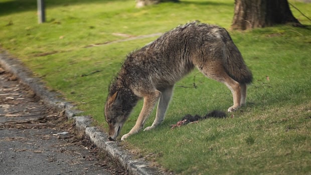 Warning issued after coyote bites jogger on University of Waterloo campus