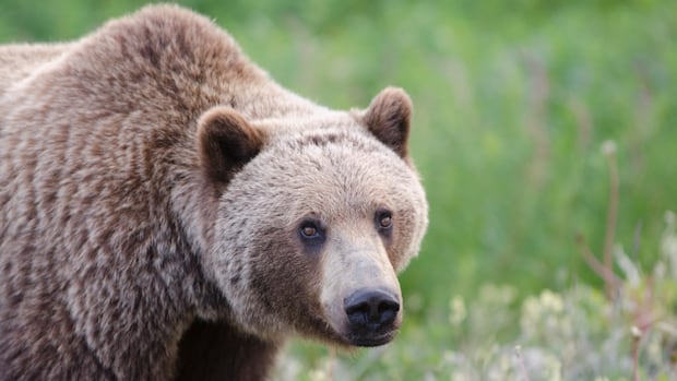 2 in critical condition after reported grizzly bear attack in Bella Coola, RCMP say students may be involved