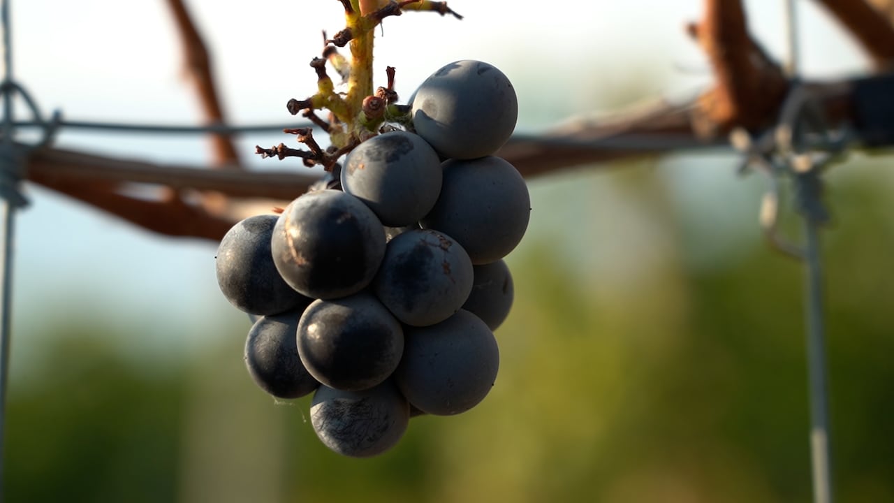 A bunch of wine grapes are shown up close.