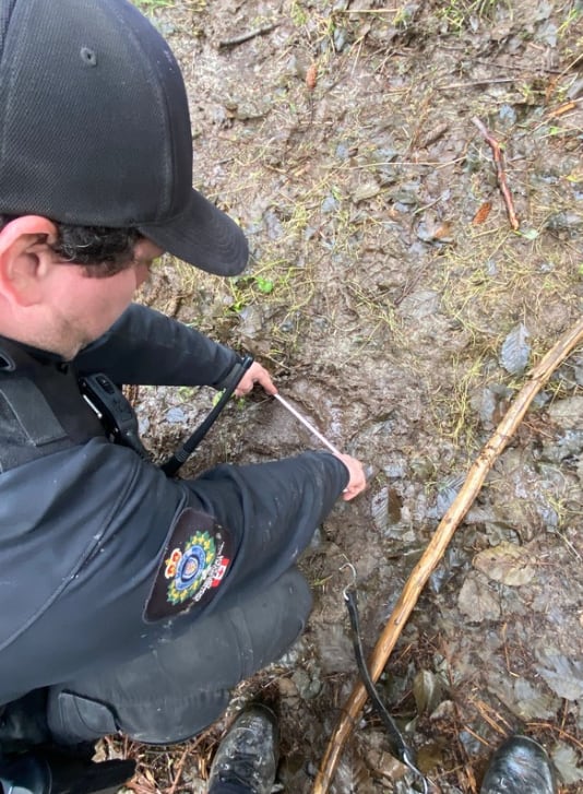 An officer measures a wildlife paw print in the mud
