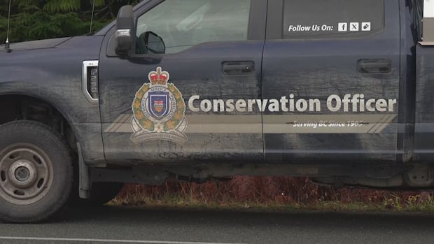 Sow and 2 cubs likely involved in Bella Coola grizzly attack on school group: conservation officer