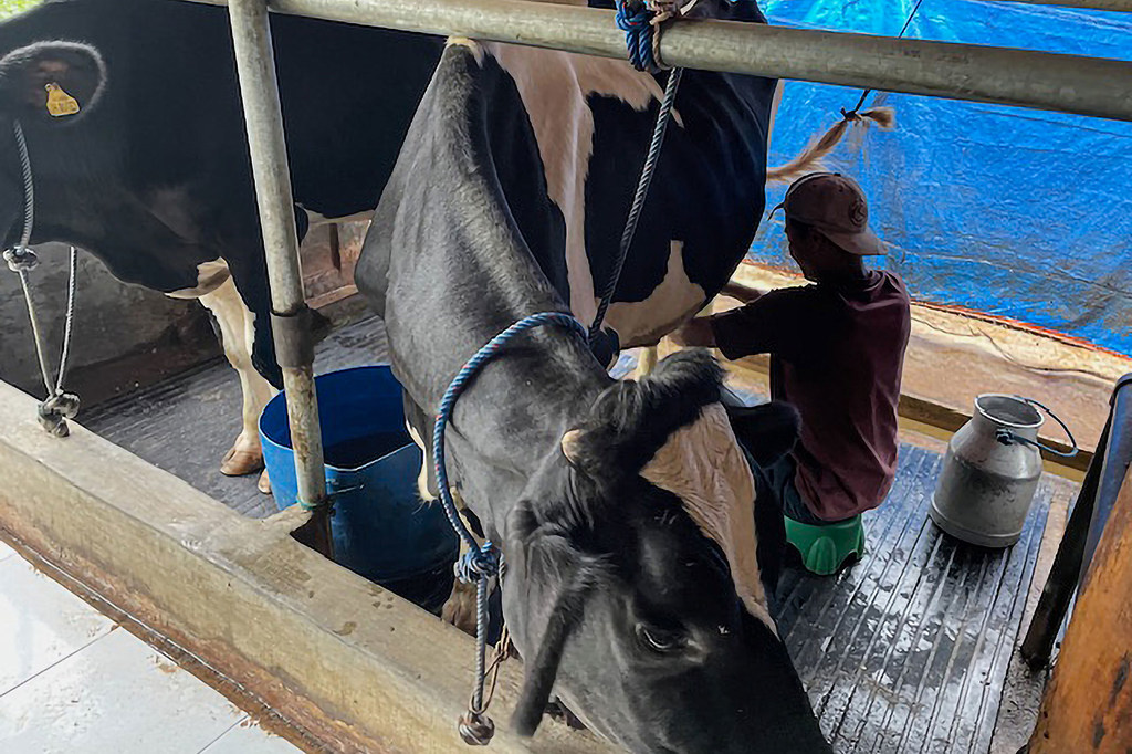 Dairy farmers in Indonesia are using a new business-focused app which is helping them to boost sales. 
