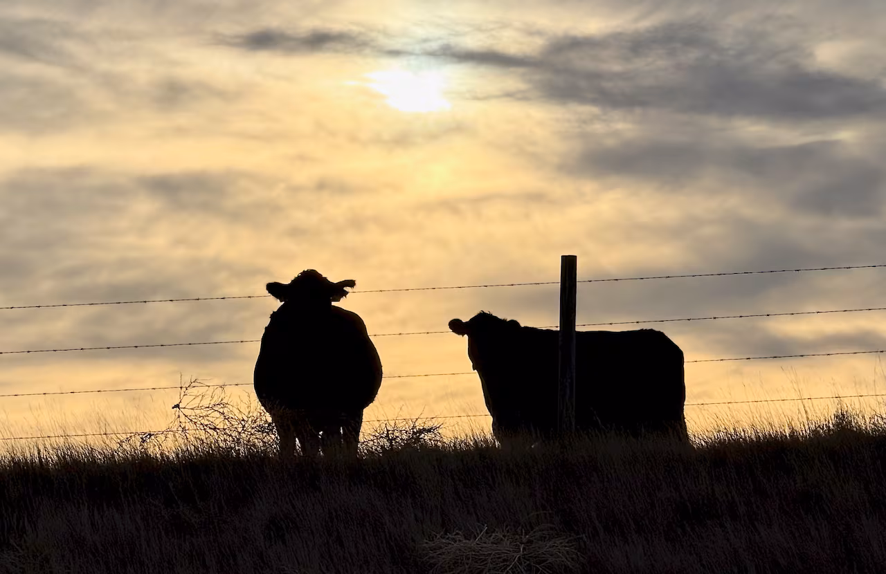 The outline of two cows are showned behind a barbed wire fence and under a cloudy sky