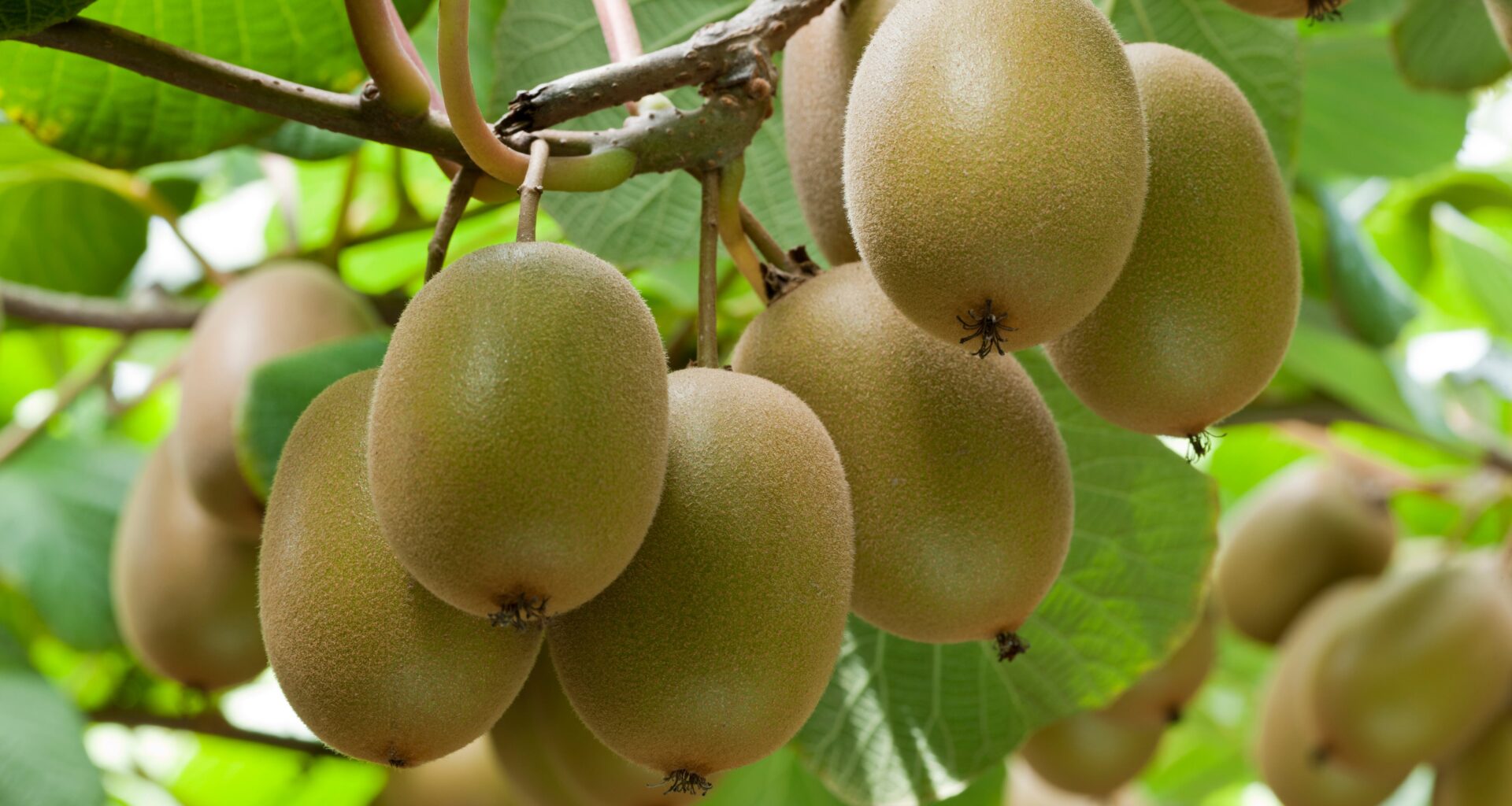 SunLive - GM: Ōpōtiki packhouse injury ‘shocking’