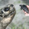 In this image provided by Zoo Miami, Goliath, a 517-pound (234-kilogram) Galapagos tortoise at Zoo Miami, meets his first offspring on June 12, 2025, in Miami.