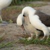Wisdom (center right), a Laysan albatross first banded in 1956, stands with her new partner as they admire their recently laid egg at Midway Atoll National Wildlife Refuge in late November.