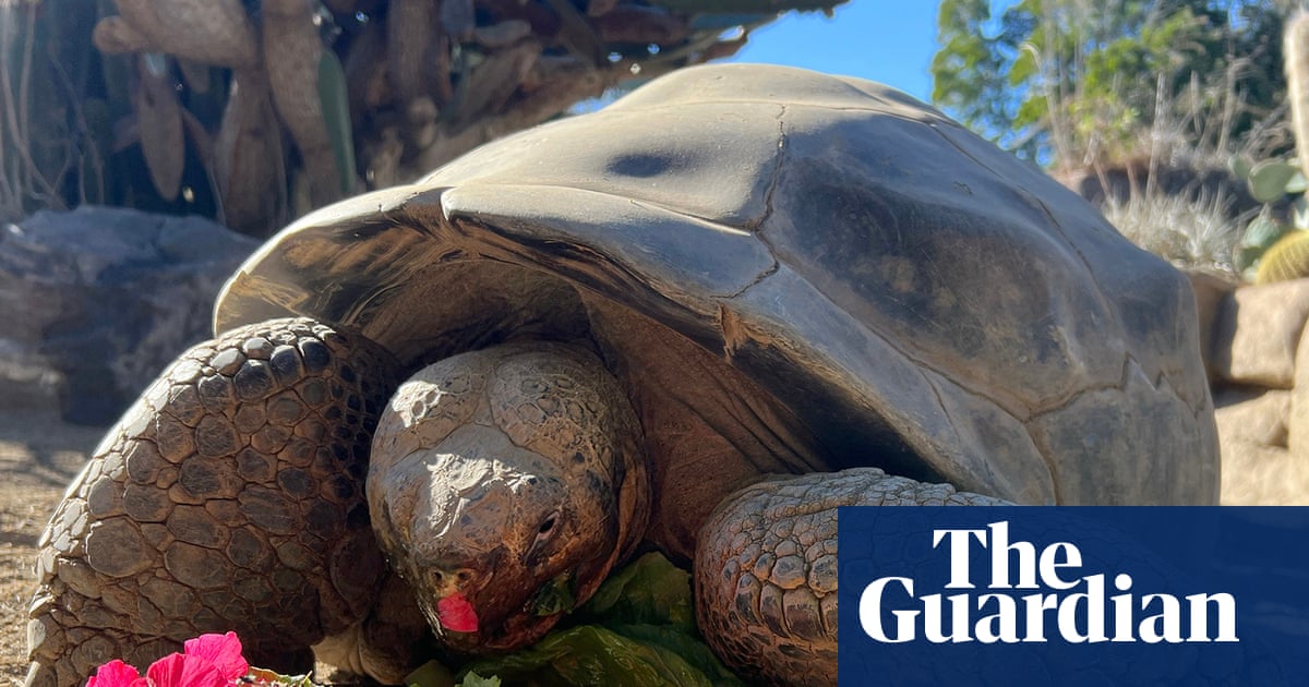 ‘Queen of the Zoo’: Gramma, tortoise who lived through two world wars, dies aged 141 | San Diego