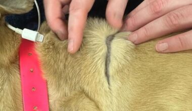 Outrage over death of dog in Wexford found with deep neck indents from phone cable