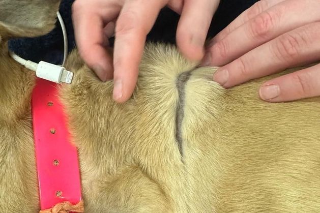 Outrage over death of dog in Wexford found with deep neck indents from phone cable