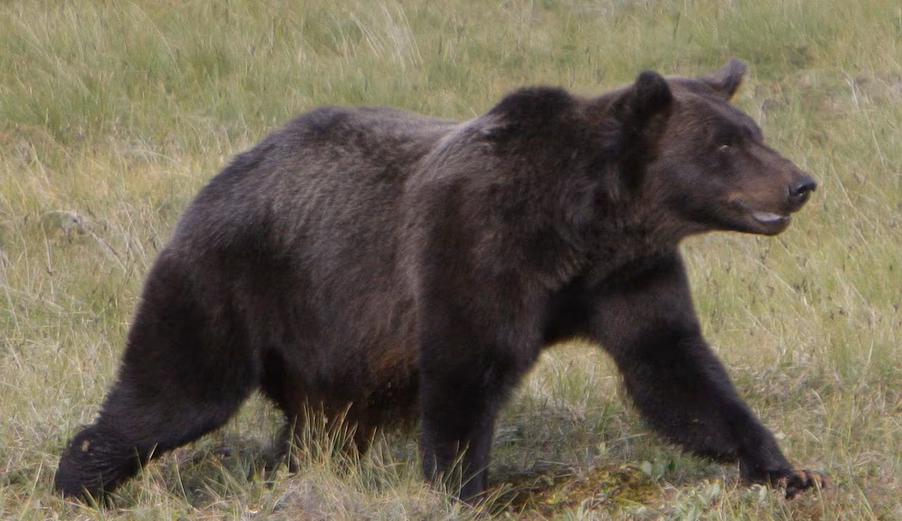 a brown bear walking 