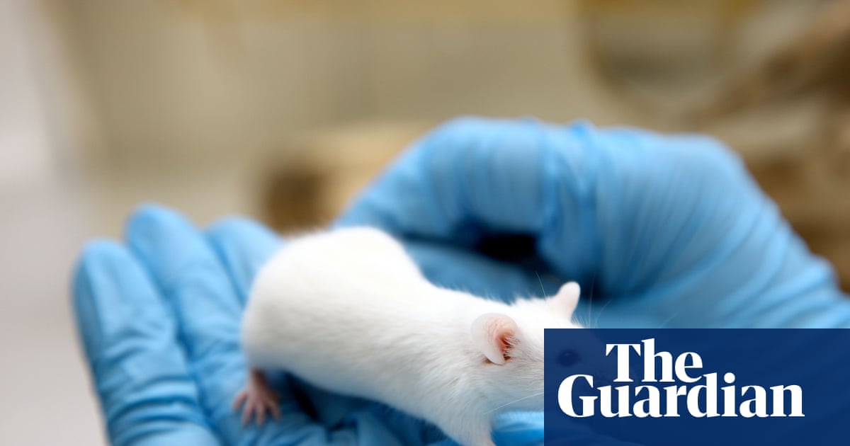 Why we have to continue with animal testing for medical research | Animal experimentation