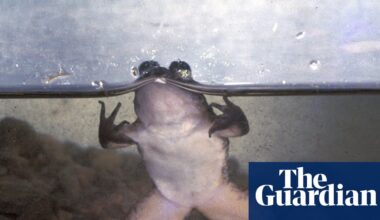 The premier, the poet and the fight to save an extraordinary Australian frog | Amphibians