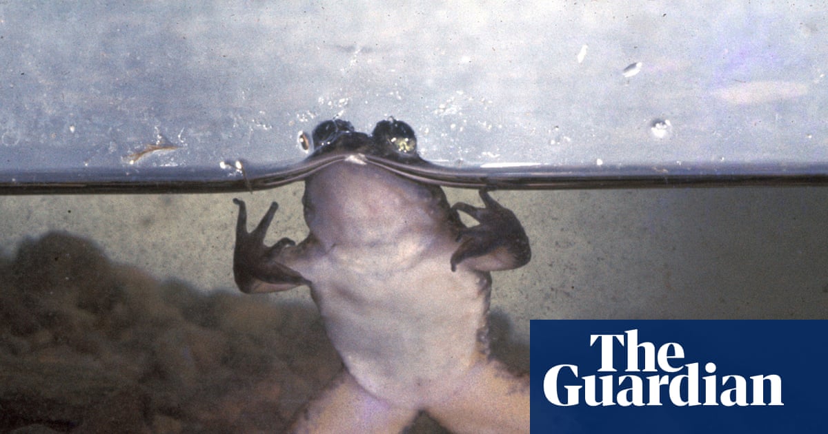 The premier, the poet and the fight to save an extraordinary Australian frog | Amphibians