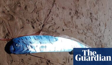 Three-metre giant oarfish, ‘palace messenger’ of doom, washes up on Tasmanian beach | Environment