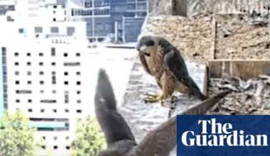 We have lift-off! Melbourne’s skyscraper peregrine chicks take to the sky | Melbourne