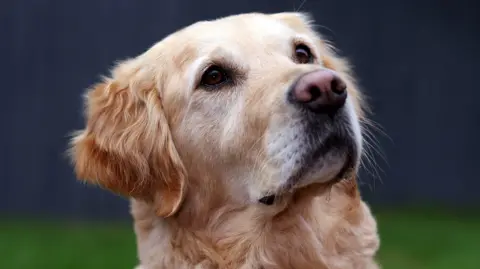 British Heart Foundation A golden retriever looks to the sky as clear saliva drips from her black mouth. She has dark brown eyes and sits in a garden with a black fence. 