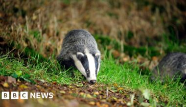 Devon and Cornwall trains cancelled due to collapsing badger sett