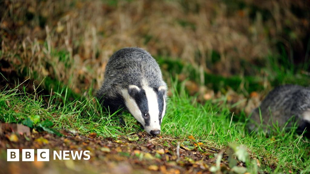 Devon and Cornwall trains cancelled due to collapsing badger sett