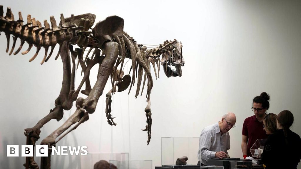 Dinosaur discoveries in Ireland are a 'needle in a haystack'