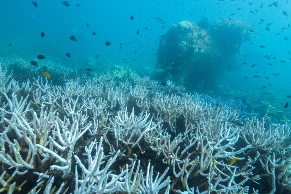 FILE PHOTO: Thailand's corals bleaching at fast pace amid rising global temperature