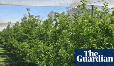 Slim pickings: what explains the unusual apple shortage in this Blue Mountains orchard? | Farming