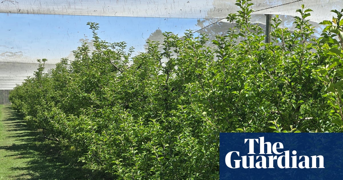 Slim pickings: what explains the unusual apple shortage in this Blue Mountains orchard? | Farming