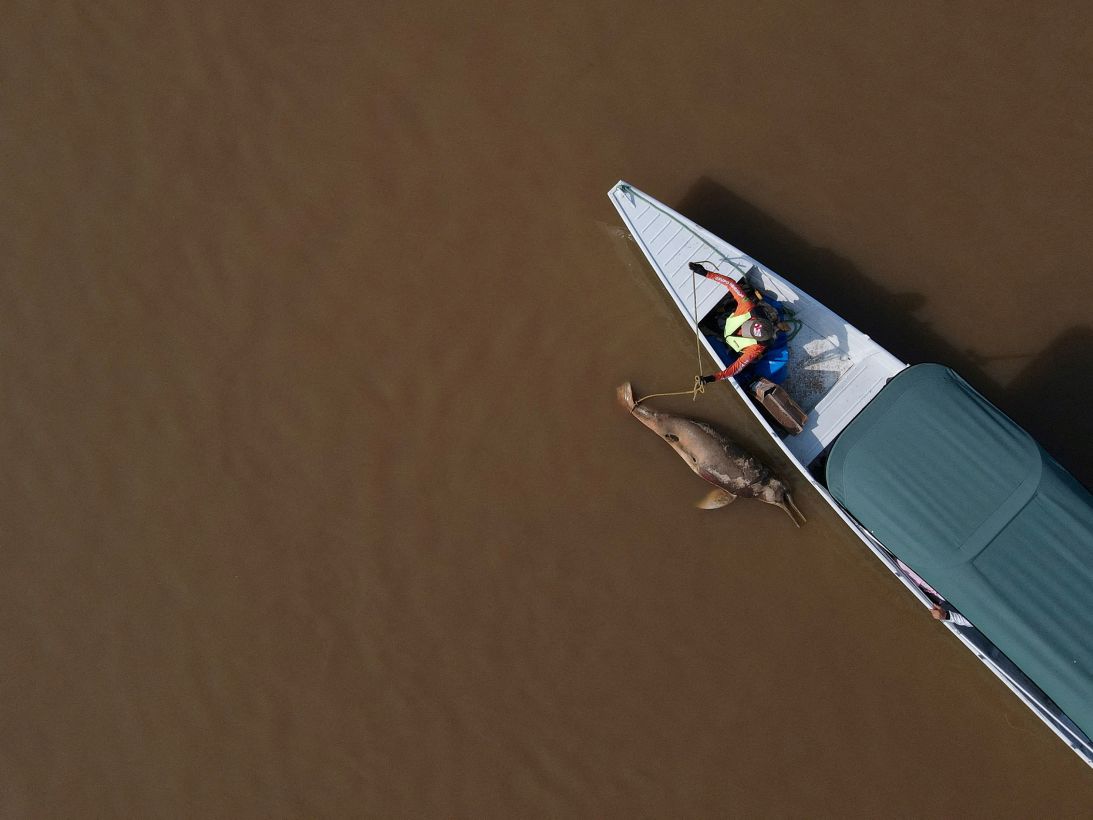 A dead dolphin is seen at Tefe lake, which flows into the Solimoes river, that has been affected by the high temperatures and drought in Tefe, Amazonas state, Brazil, October 1, 2023. REUTERS/Bruno Kelly REFILE - CORRECTING 