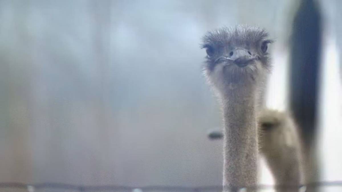 Click to play video: '‘Worst mistake in Canadian history’: Outrage after Canada’s top court rejects B.C. ostrich cull appeal bid'