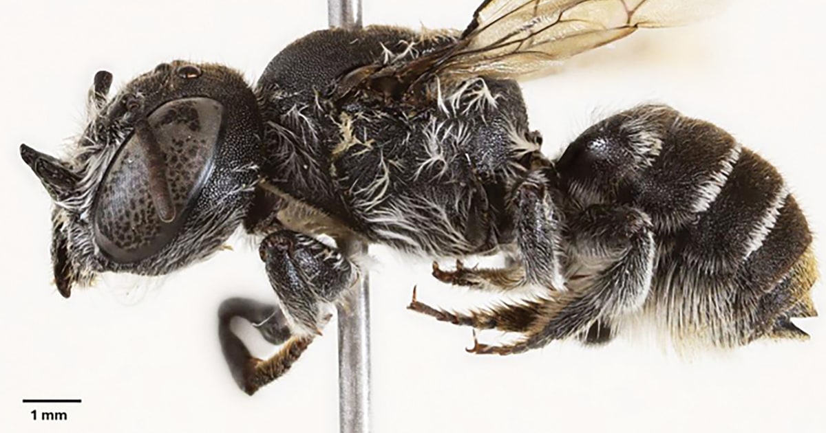 New 'Lucifer' bee discovered in Australia