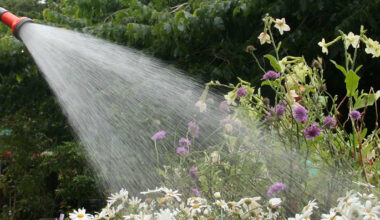 SunLive - No water restrictions for Tauranga this summer