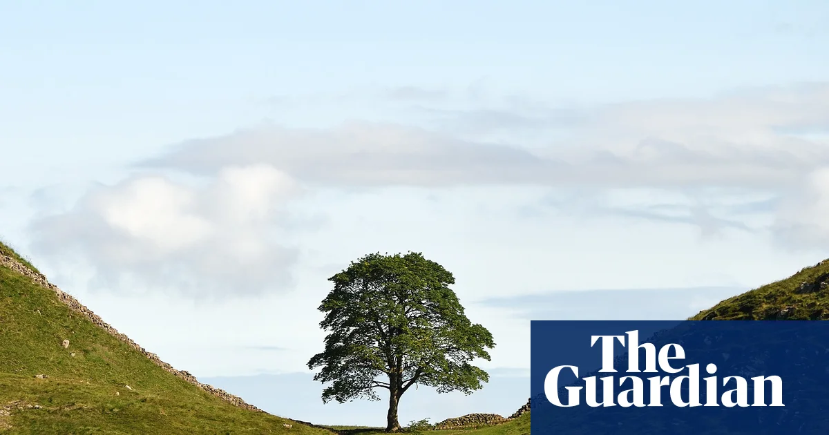 Sycamore Gap tree saplings to be planted across UK | Conservation