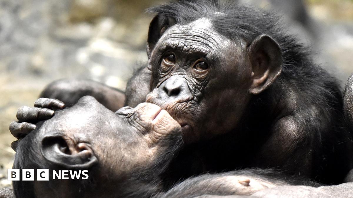 The image is a composite of several different species kissing. Clockwise from top left: two monkeys kissing; two lemurs with their faces touching; two cheetahs appearing to kiss each other on the mouth; an orangutan kissing another on the cheek; two monkeys kissing with their eyes closed and two giraffes appearing to kiss each other on the lips