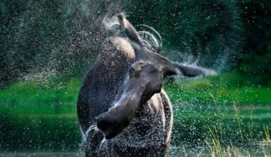 Man pleads guilty to using a boat to harass wildlife