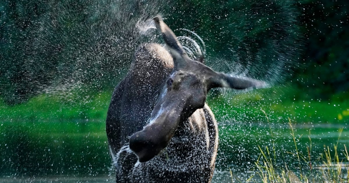 Man pleads guilty to using a boat to harass wildlife