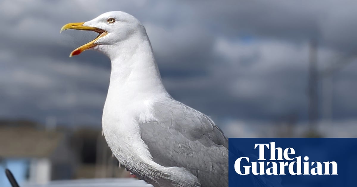 Worth a shout? Yelling is best way to deter gulls, UK study suggests | Animal behaviour