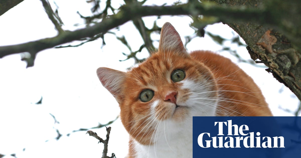 More pets being abandoned in England as food and vet bills soar, say charities | Animal welfare