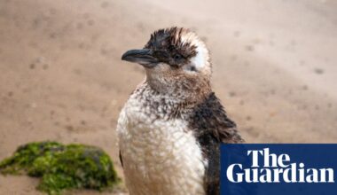 St Kilda’s little penguin colony to be ‘cherished and protected’ as free public tours return at long last | Wildlife