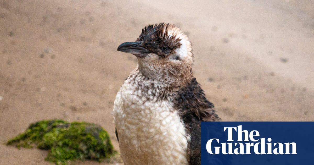 St Kilda’s little penguin colony to be ‘cherished and protected’ as free public tours return at long last | Wildlife