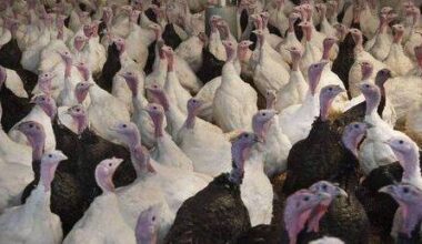 Bird flu outbreak at Laois turkey farm - News
