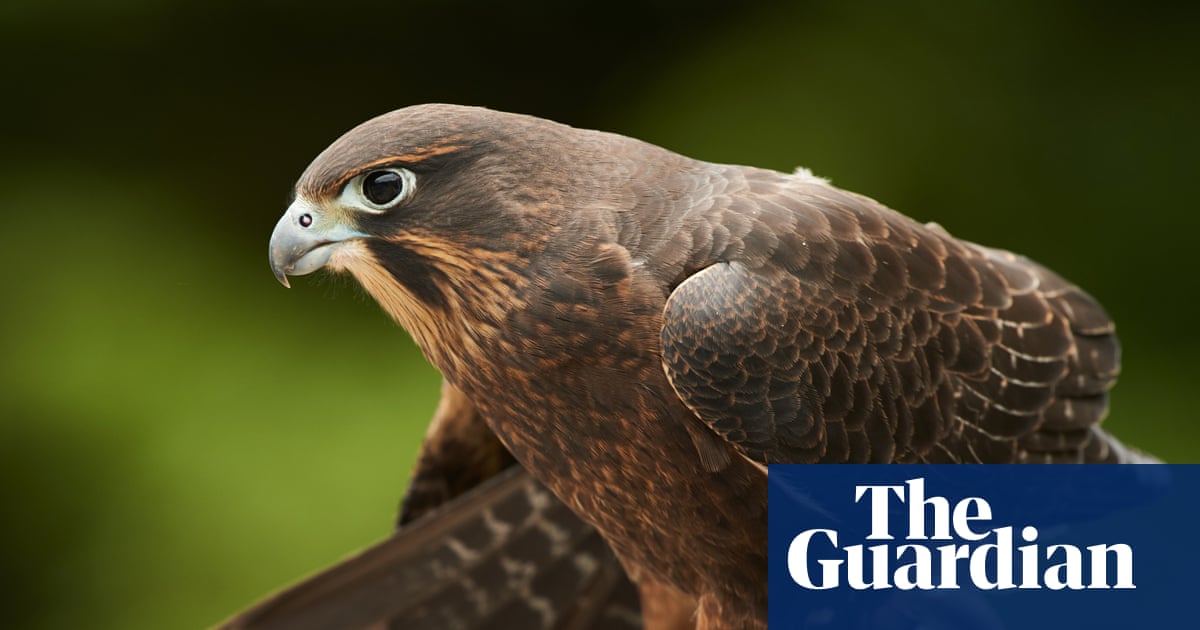 New Zealanders warned to steer clear of ‘bird of the year’ after dive-bomb attacks | Birds