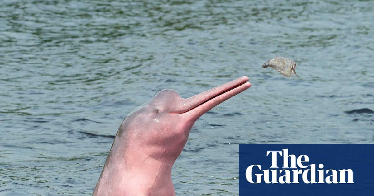 Amazon lakes hit ‘unbearable’ hot-tub temperatures amid mass die-offs of pink river dolphins – study | Amazon rainforest