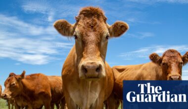 Australia welcomes Trump’s removal of tariffs on beef and other food imports | Tariffs