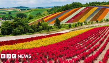 Japan's gamble to turn island of flowers into global chip hub